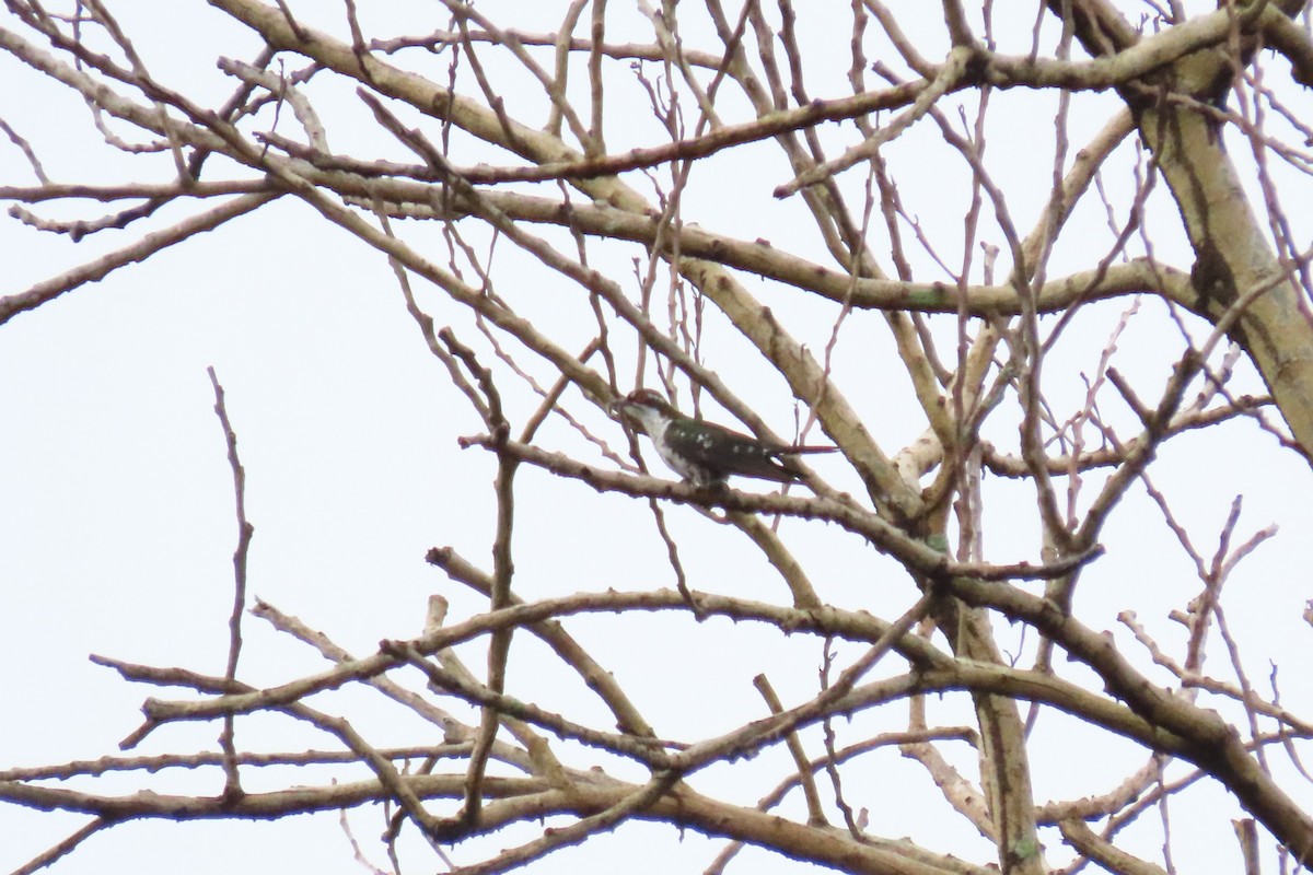 Dideric Cuckoo - ML623195343