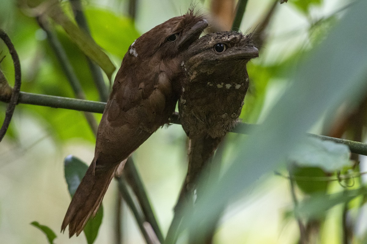 Sri Lanka Frogmouth - ML623195360