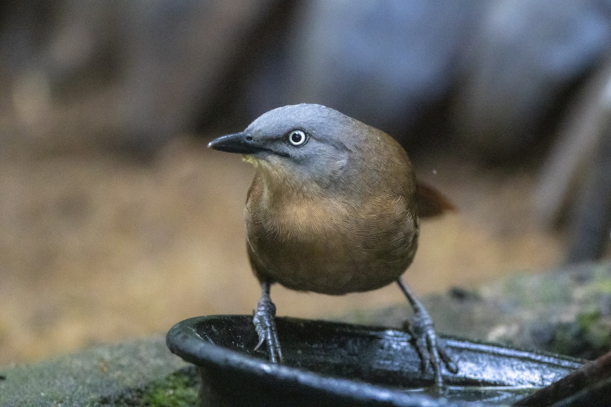 Ashy-headed Laughingthrush - ML623195391