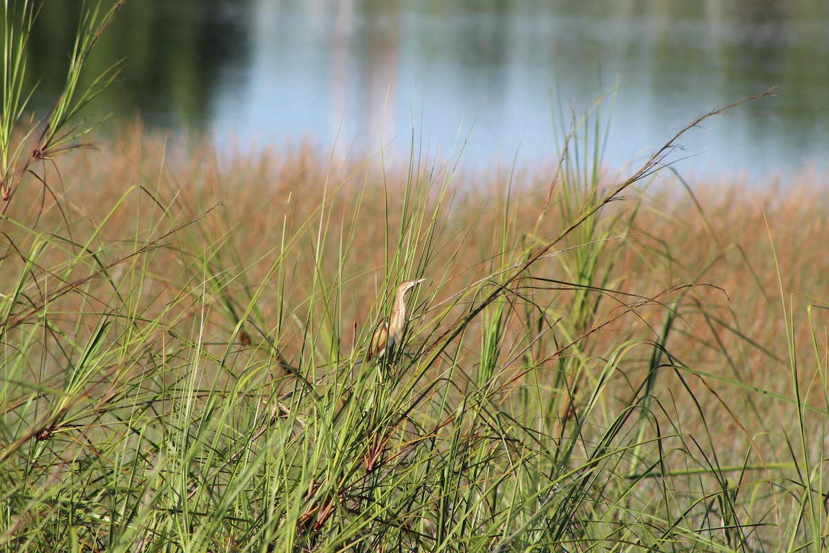 Least Bittern - ML623195403