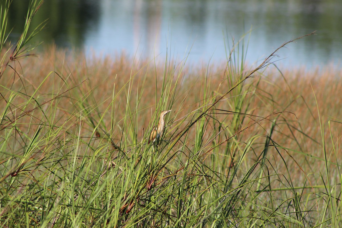 Least Bittern - ML623195404