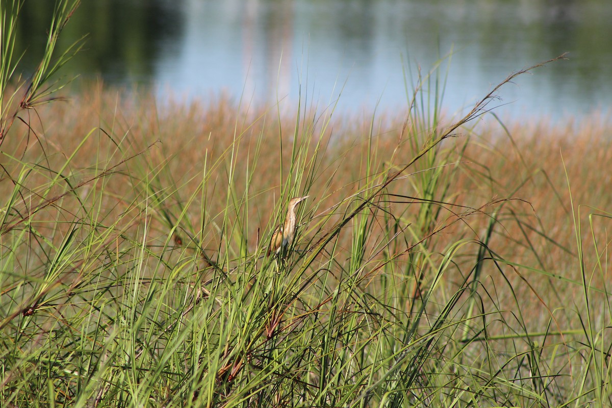 Least Bittern - ML623195405