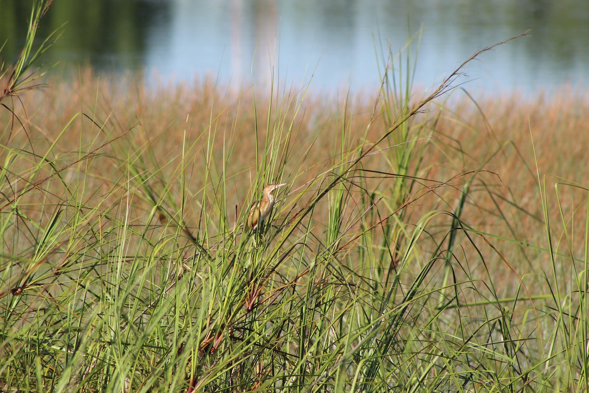 Least Bittern - ML623195406