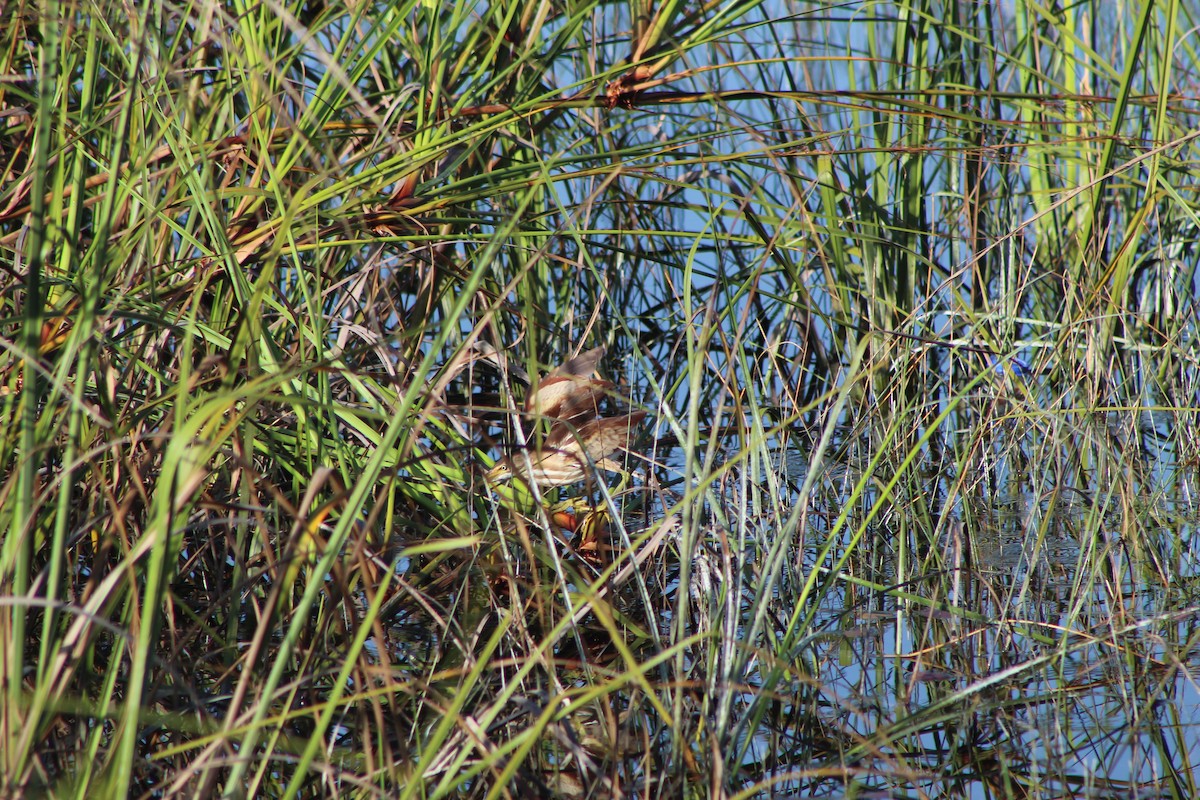 Least Bittern - ML623195408