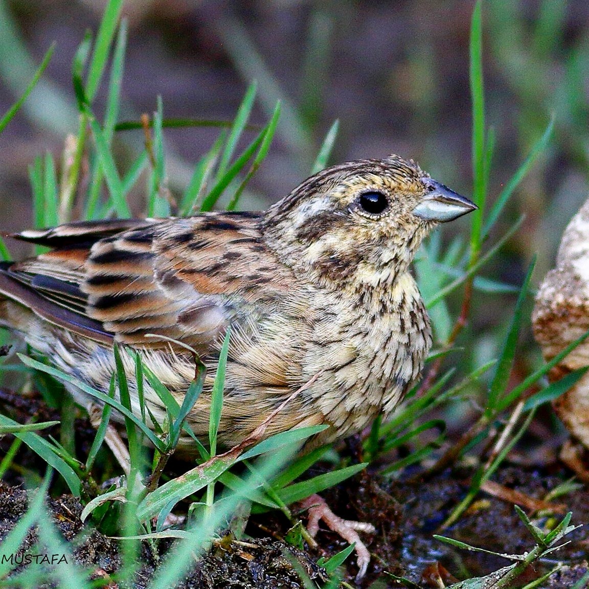 Cirl Bunting - ML623195415