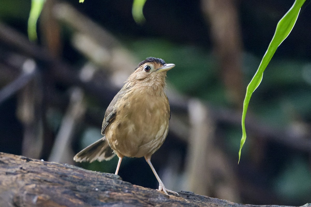 Brown-capped Babbler - ML623195430