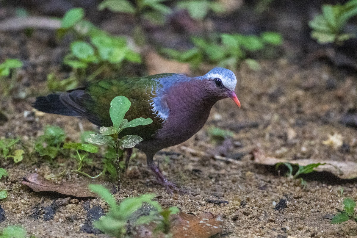 Asian Emerald Dove - ML623195462