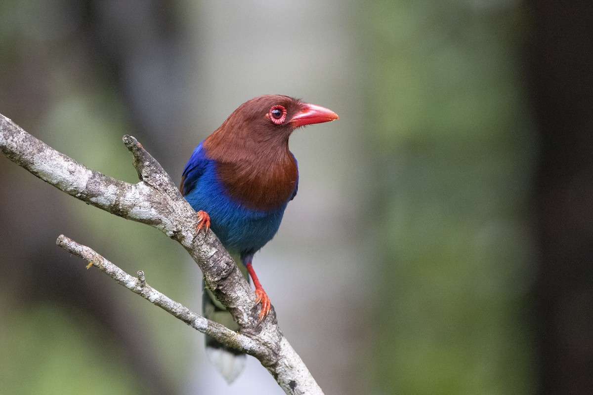 Sri Lanka Blue-Magpie - ML623195468