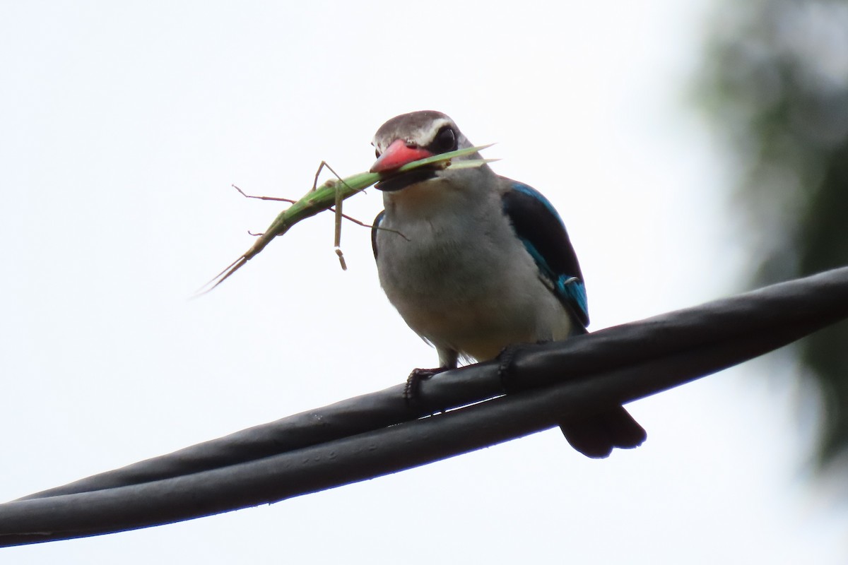 Woodland Kingfisher - ML623195483