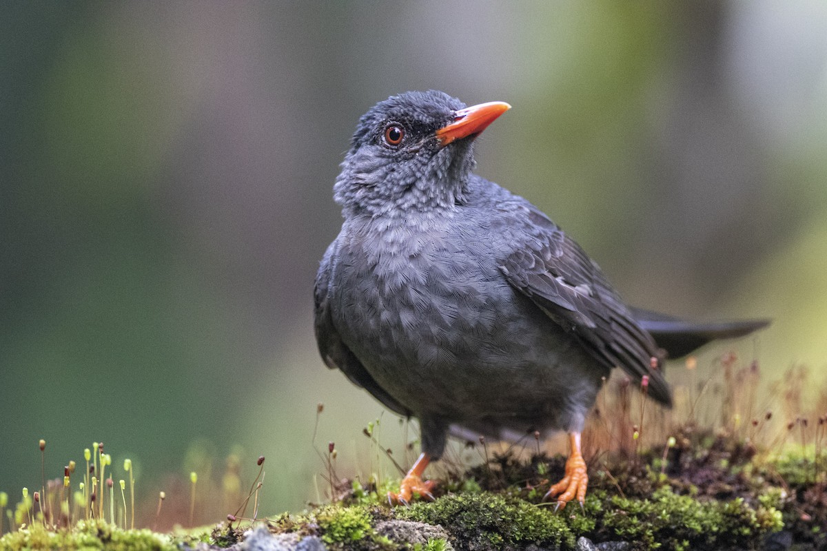 Square-tailed Bulbul - ML623195488