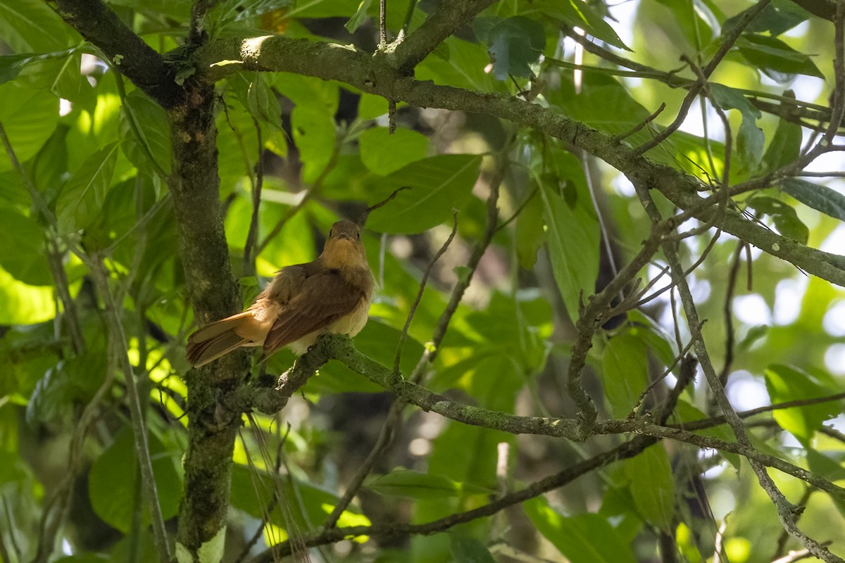 Rufous Mourner - ML623195498