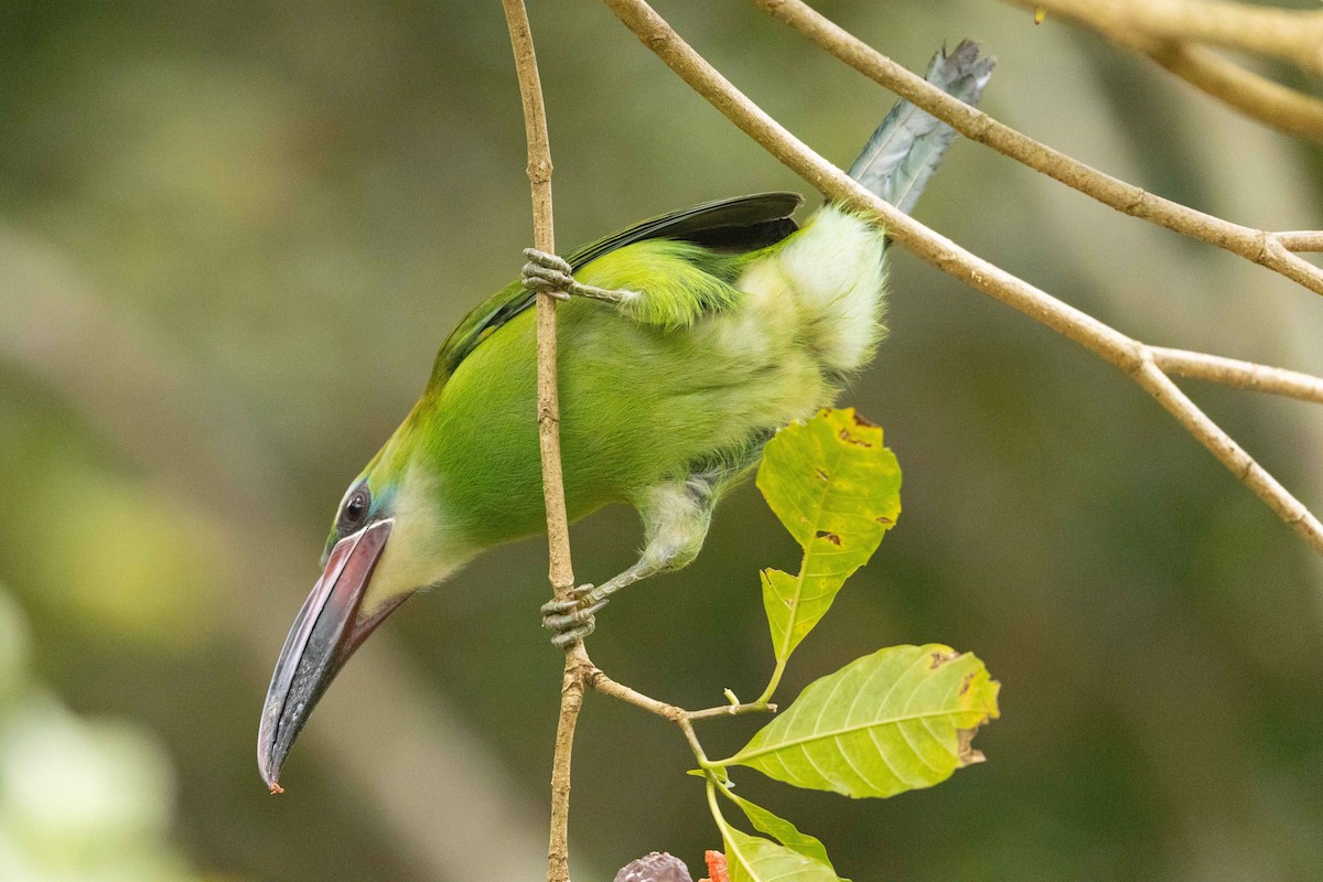 Toucanet de Derby - ML623195510