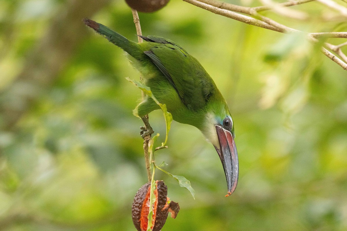 Toucanet de Derby - ML623195511