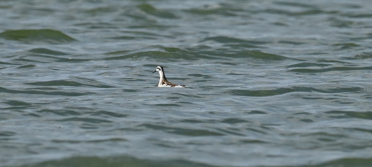 Red-necked Phalarope - ML623195561