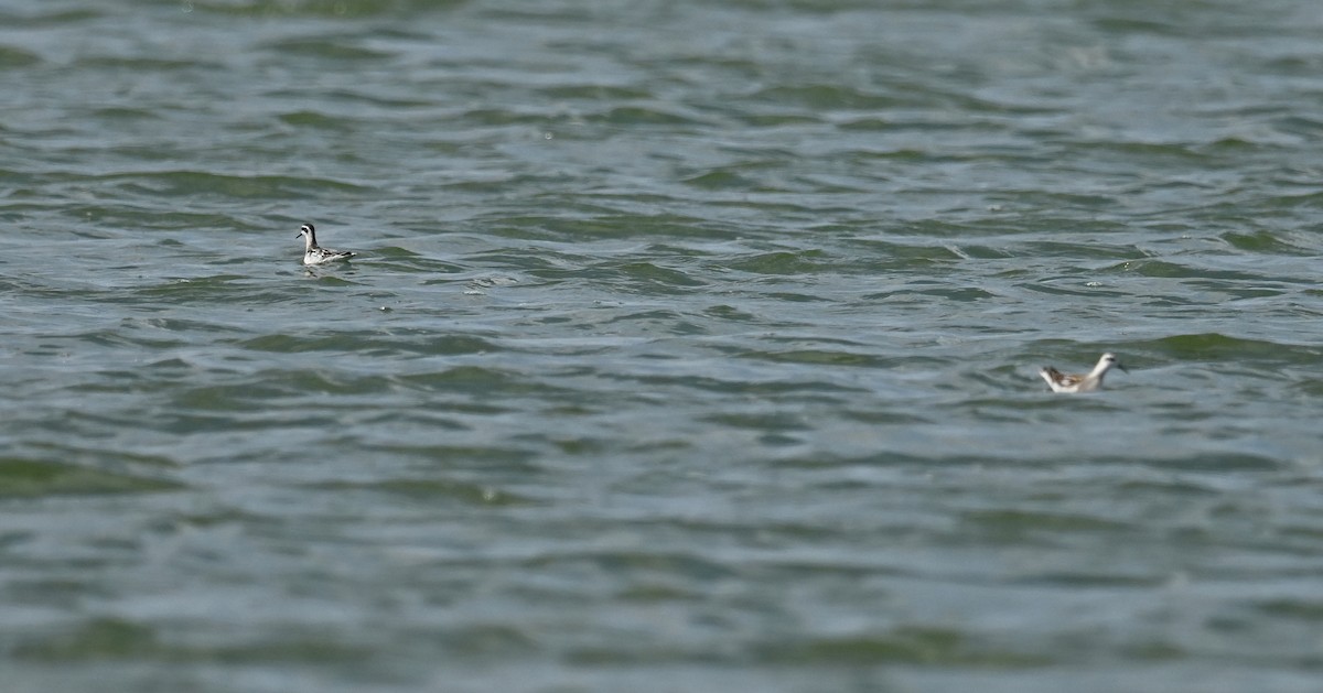 Red-necked Phalarope - ML623195562