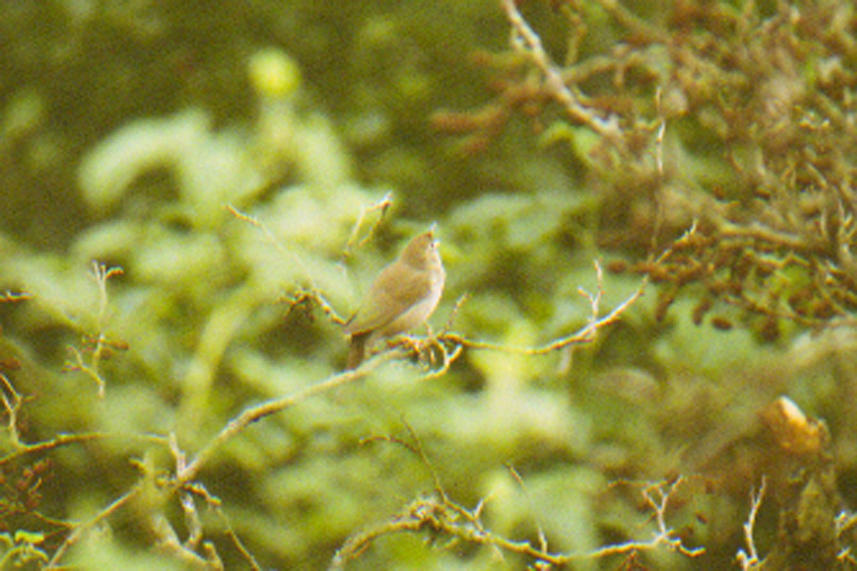 River Warbler - ML623195579