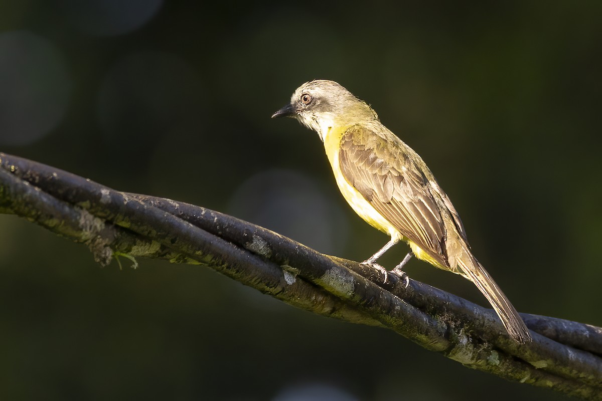 Gray-capped Flycatcher - Nicholas March