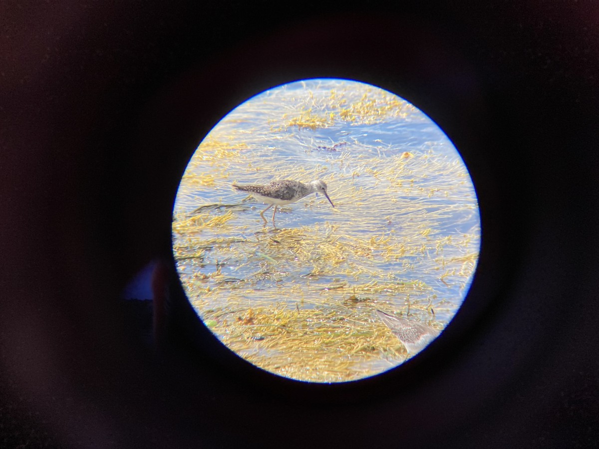 Lesser Yellowlegs - ML623195616