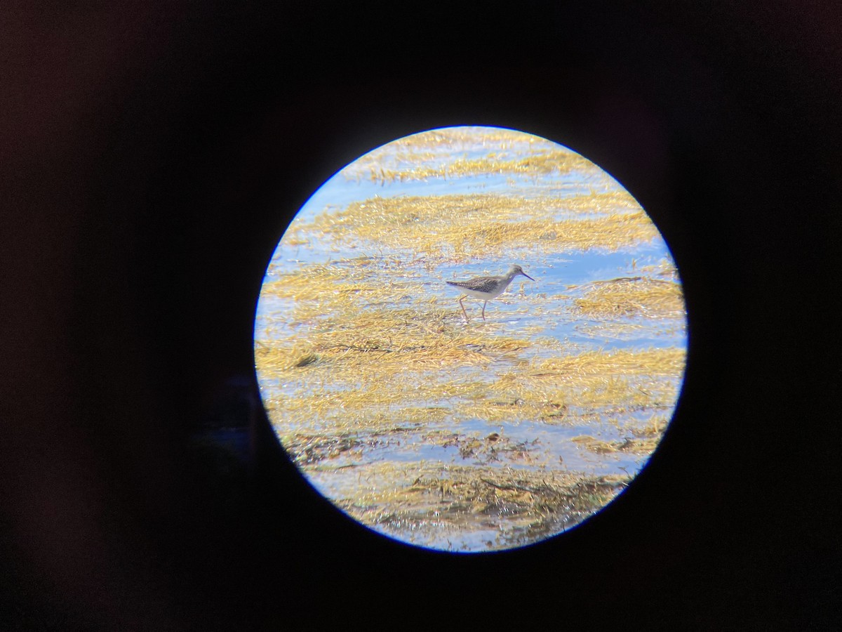 Lesser Yellowlegs - ML623195617