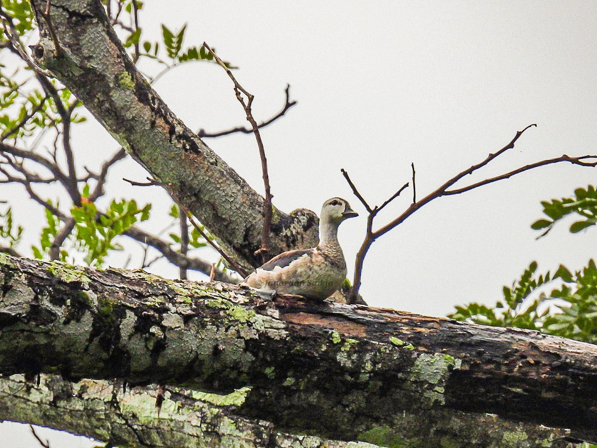 Cotton Pygmy-Goose - ML623195649
