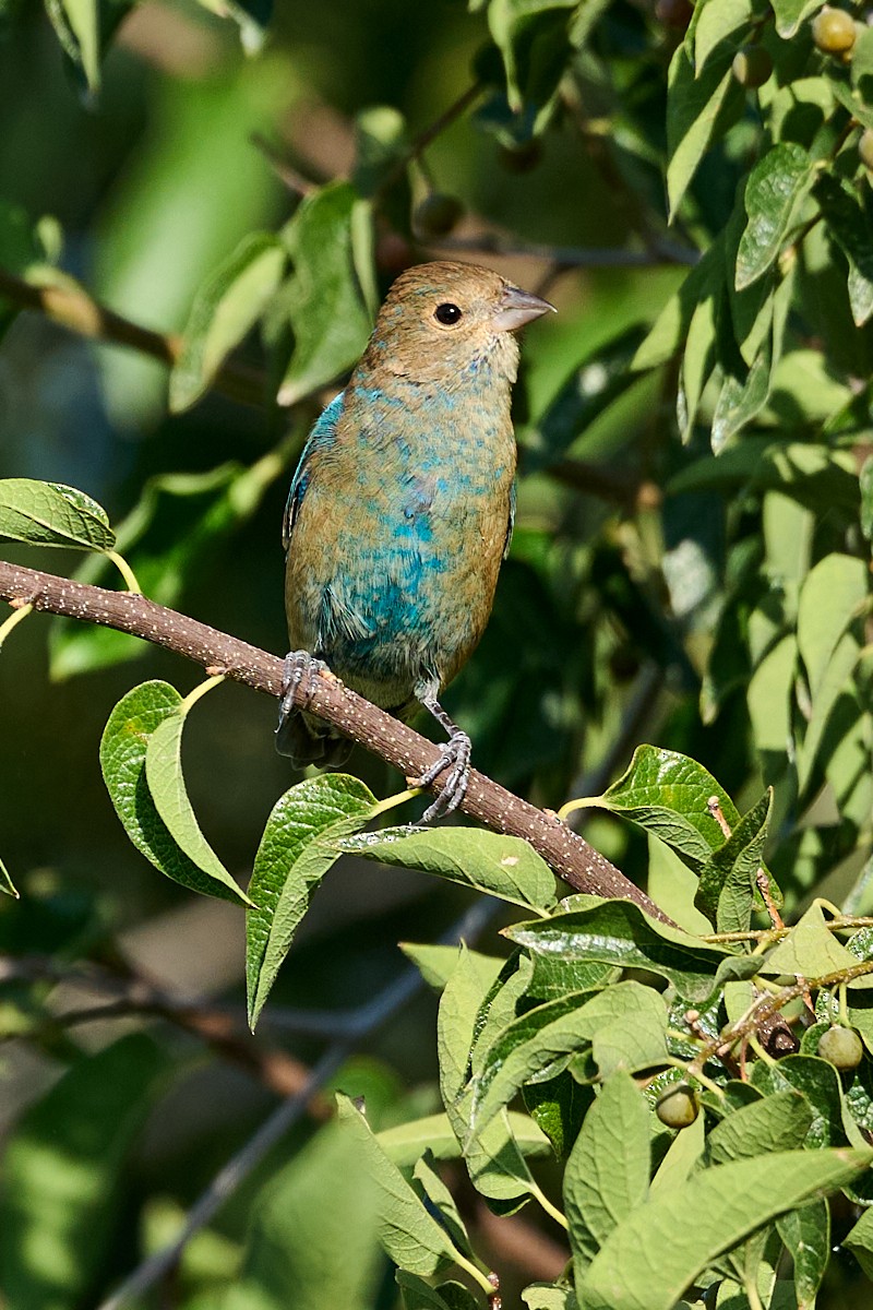 Indigo Bunting - Cindy Marple