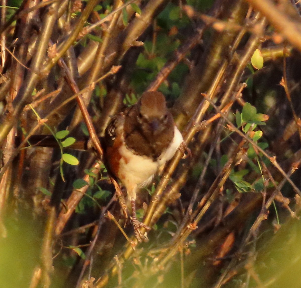 Spotted Towhee - ML623195725