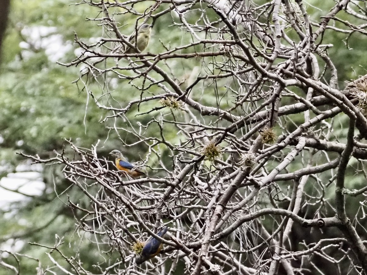 Elegant Euphonia - Cheshta Buckley