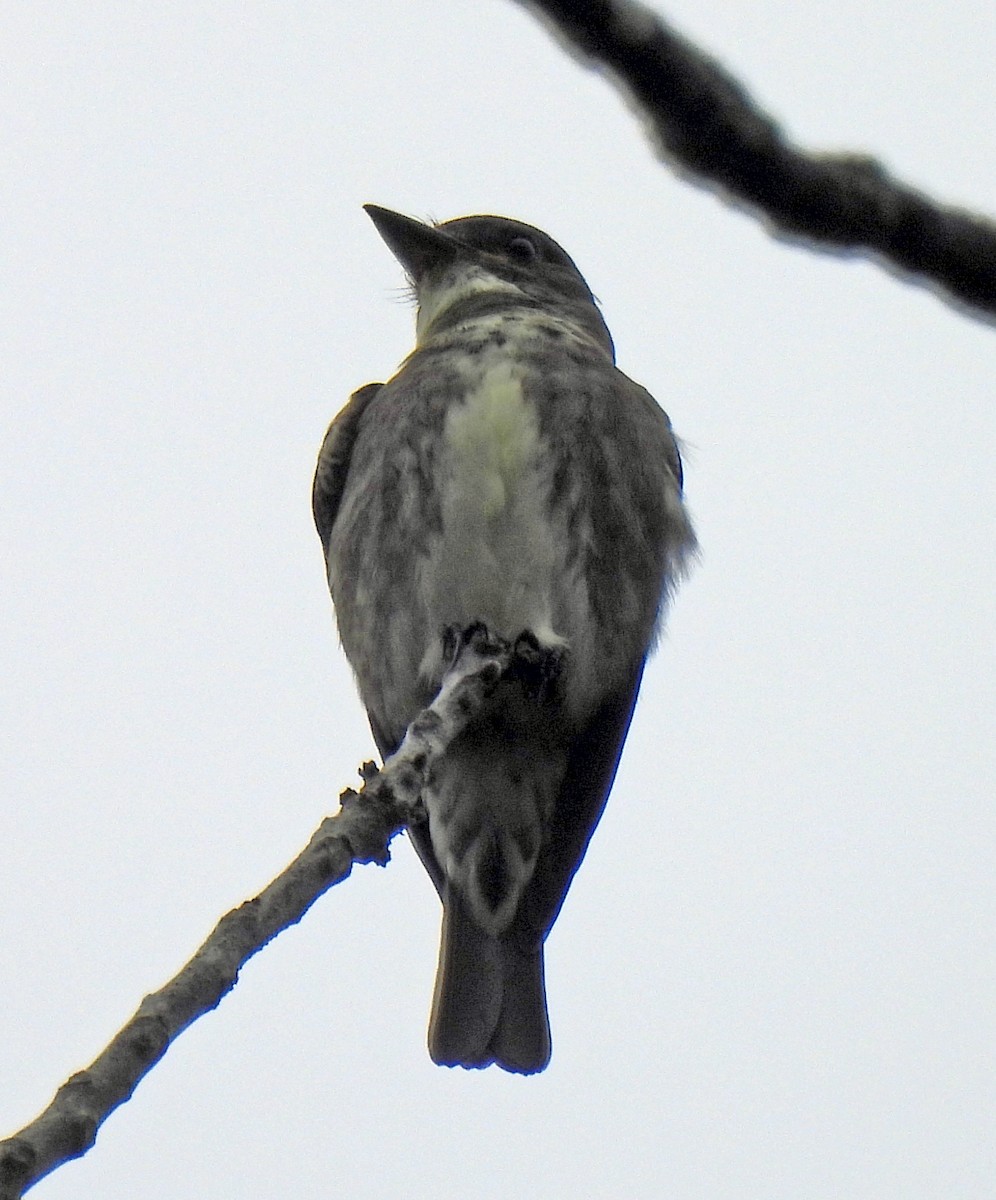 Olive-sided Flycatcher - ML623195832