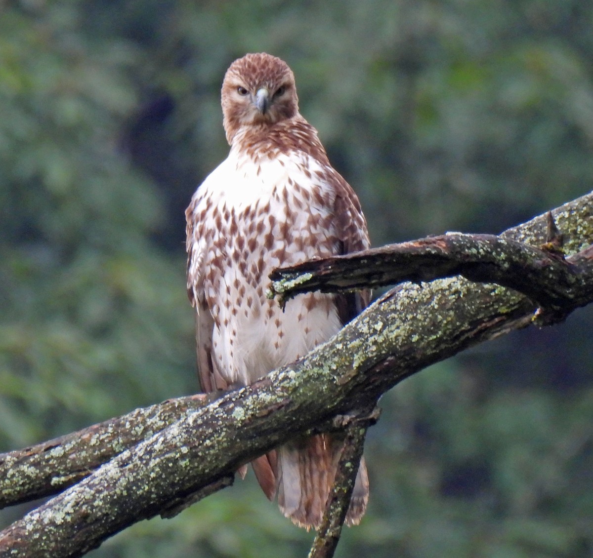 Red-tailed Hawk - Nicole H