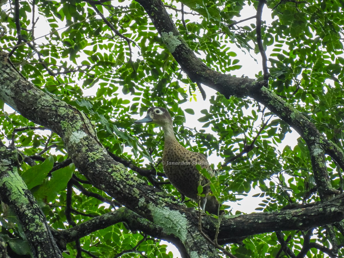 Andaman Teal - ML623195845