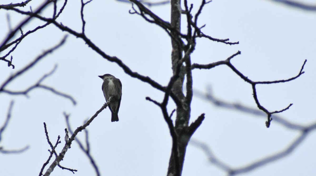 Olive-sided Flycatcher - ML623195850