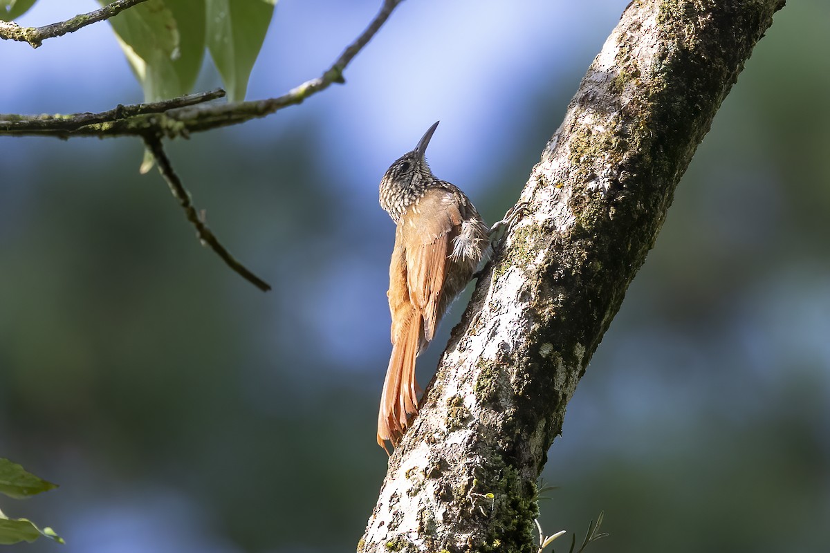 Streak-headed Woodcreeper - ML623196009