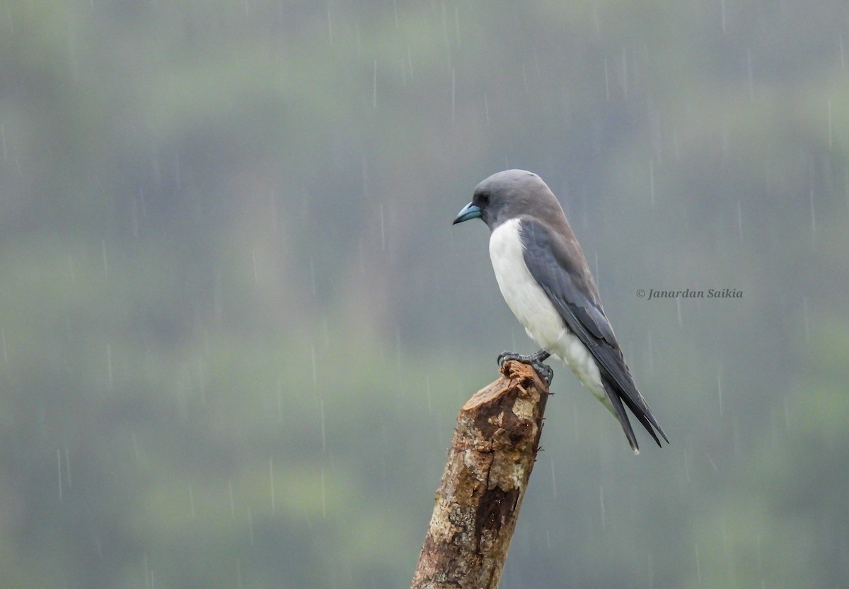 White-breasted Woodswallow - ML623196063