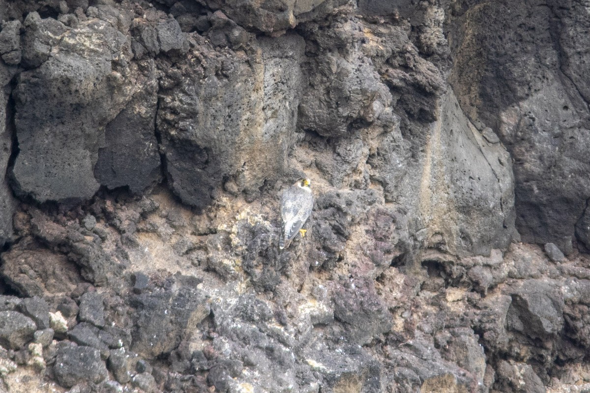 Peregrine Falcon (Barbary) - ML623196111