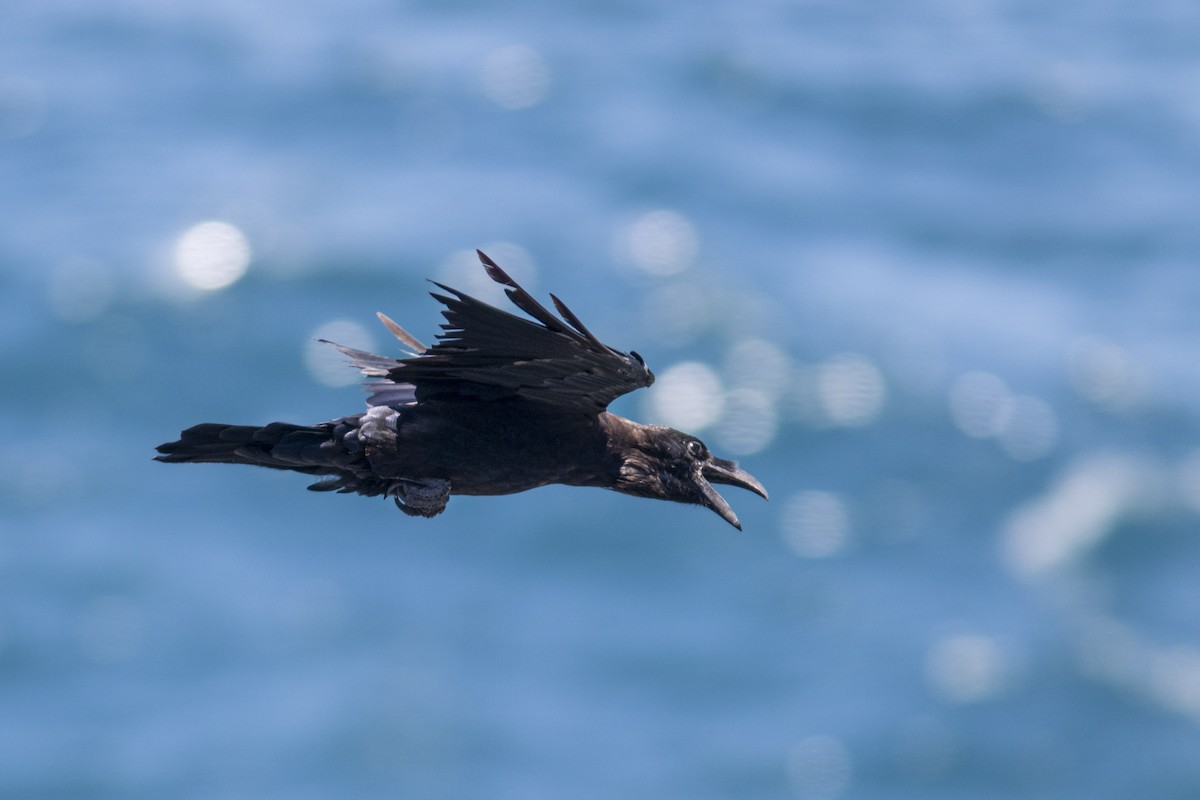 Common Raven - ML623196119