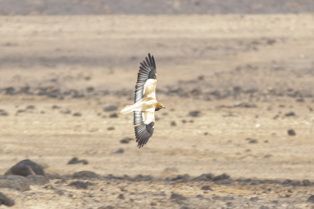 Egyptian Vulture - ML623196124