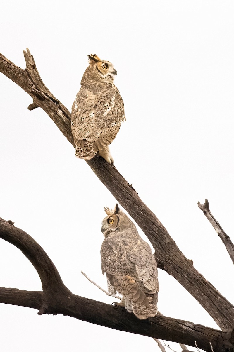 Great Horned Owl - ML623196148