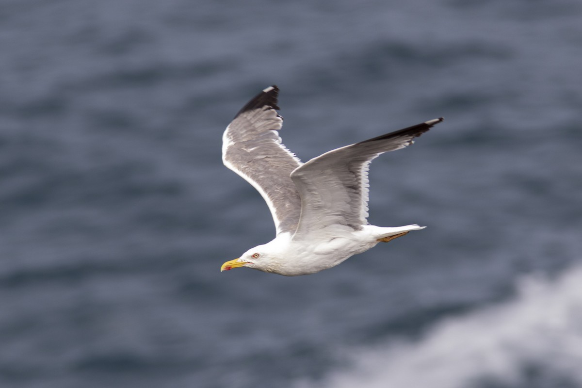 Yellow-legged Gull - ML623196155