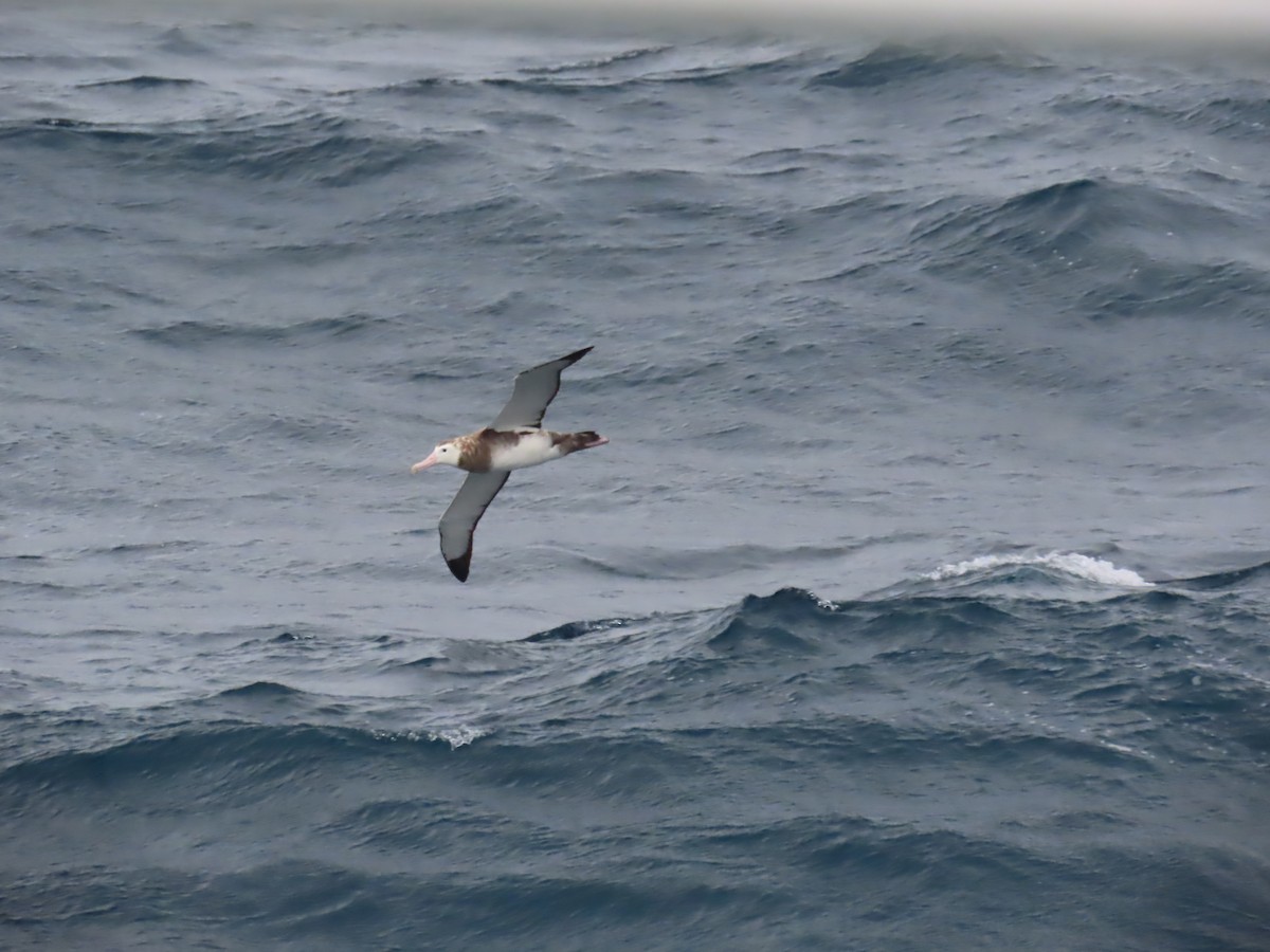 Albatros de Tristan da Cunha - ML623196174