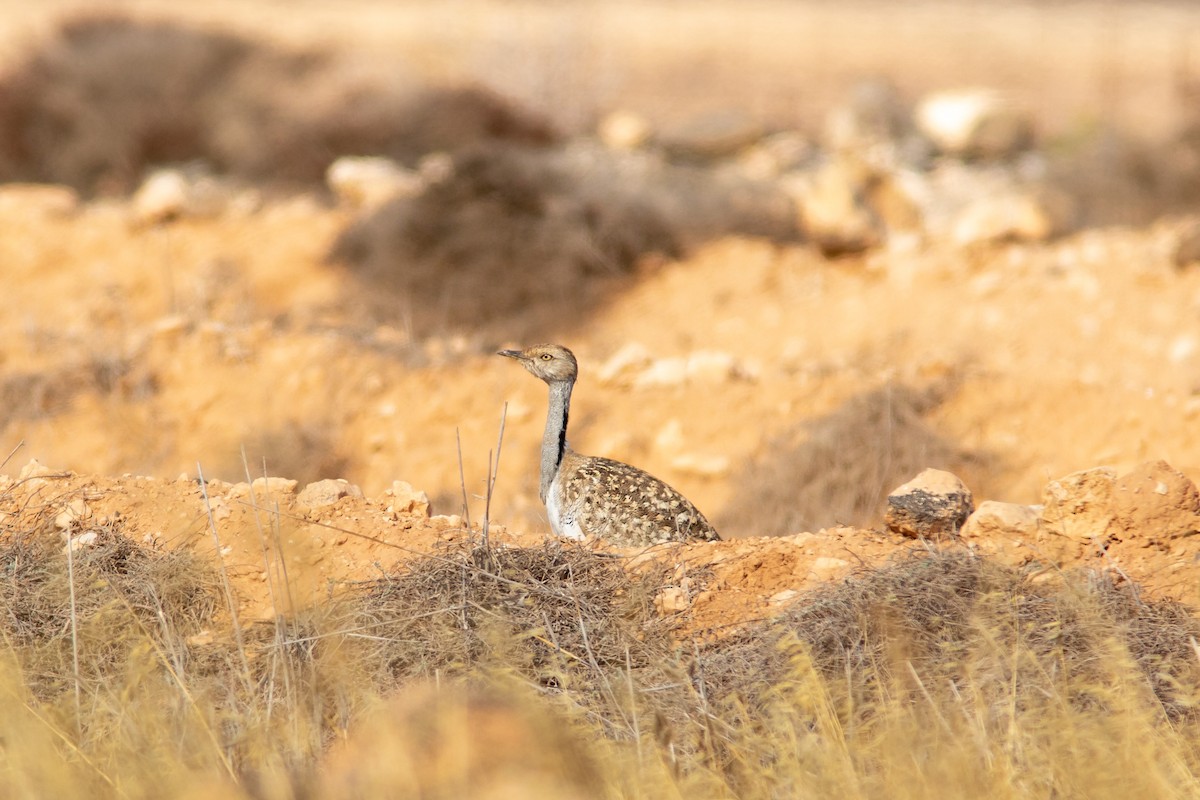 フサエリショウノガン（fuertaventurae） - ML623196219