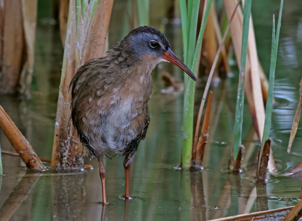 Virginia Rail - ML623196237