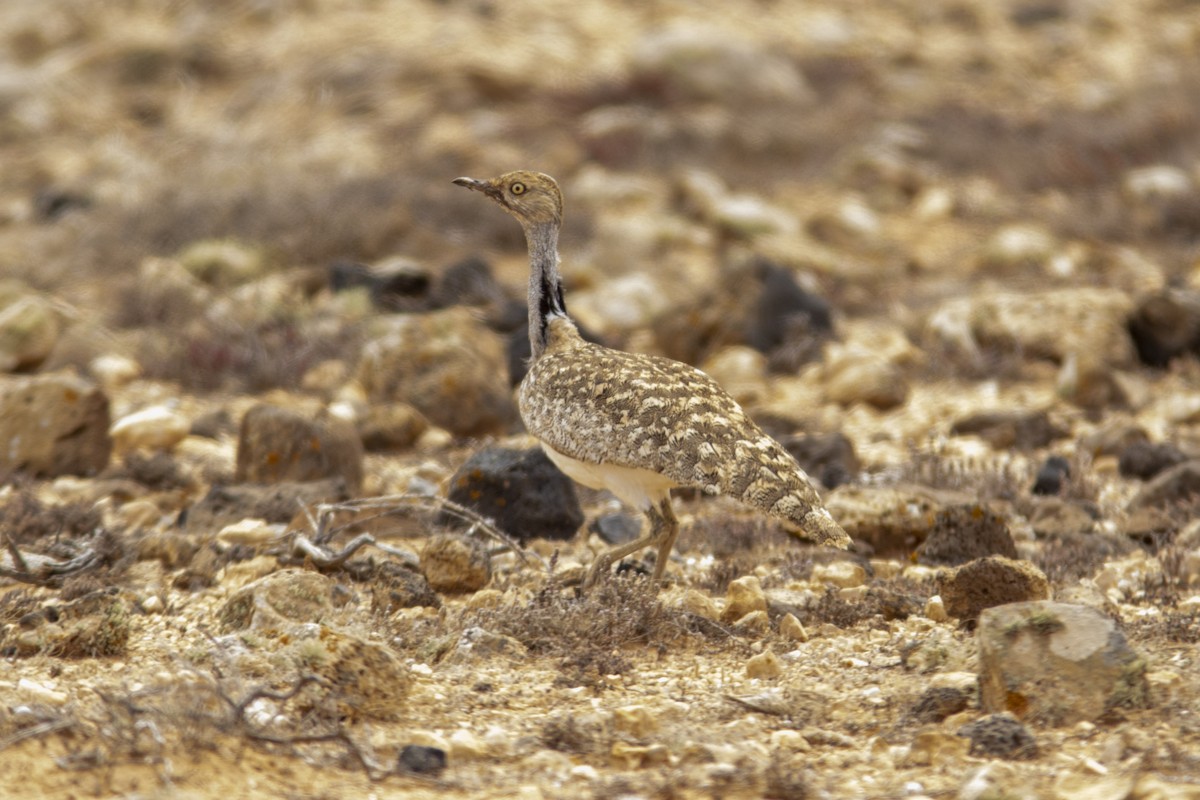 Houbara Bustard - ML623196268