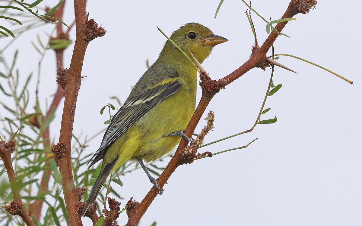 Western Tanager - ML623196281