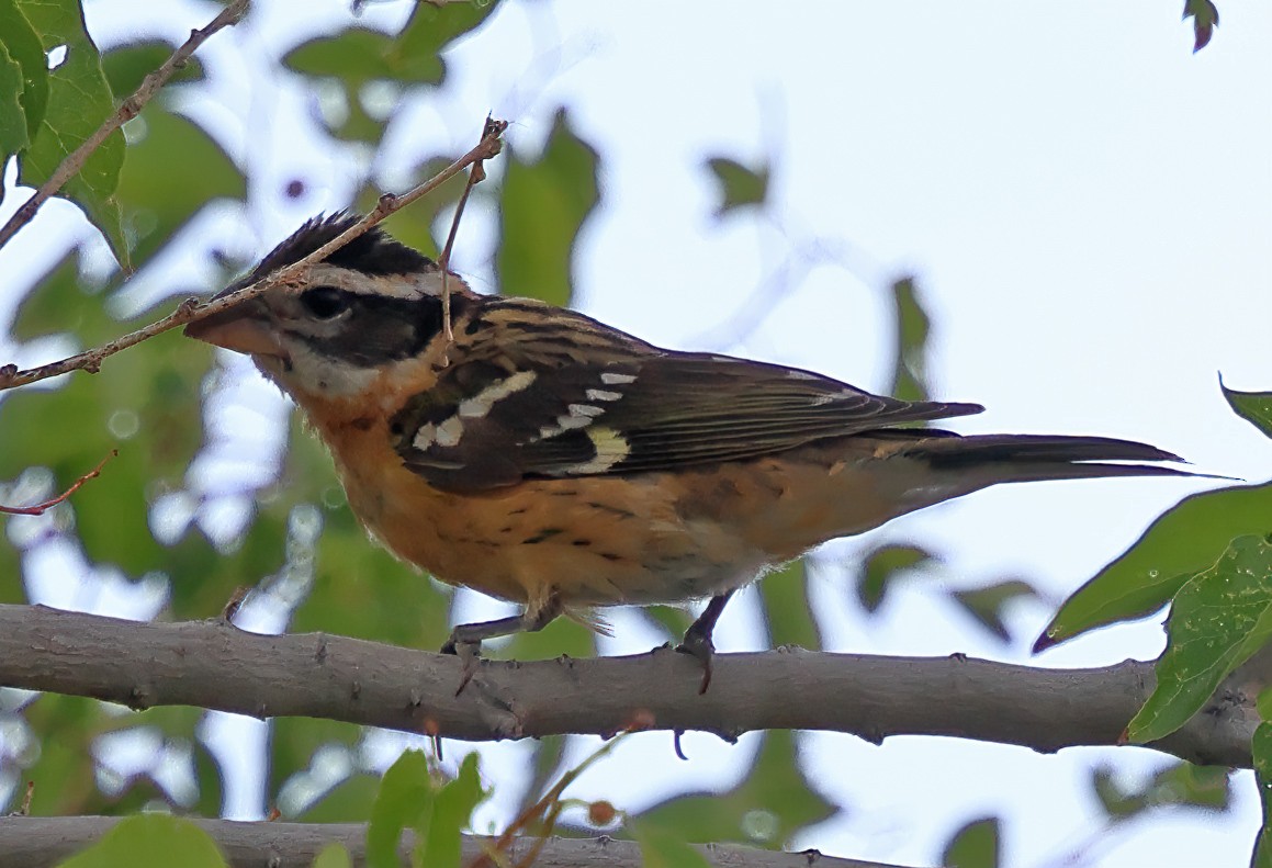 Black-headed Grosbeak - ML623196289