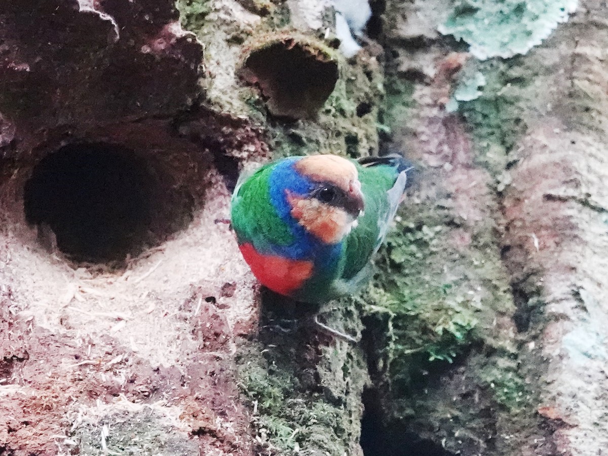 Red-breasted Pygmy-Parrot - Barry Reed