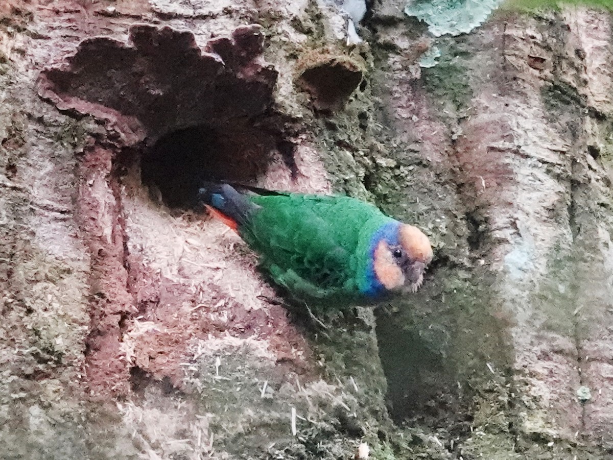 Red-breasted Pygmy-Parrot - ML623196302