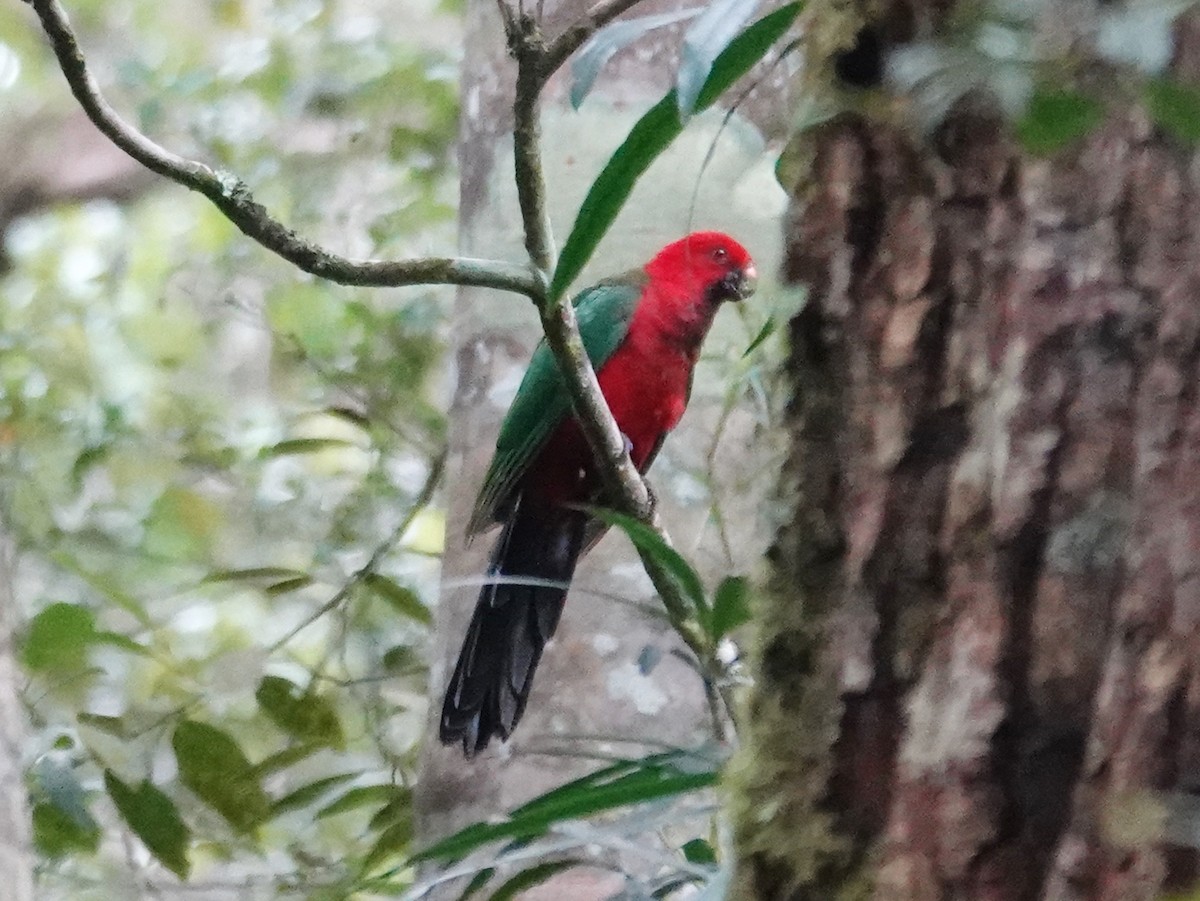 Moluccan King-Parrot - ML623196314