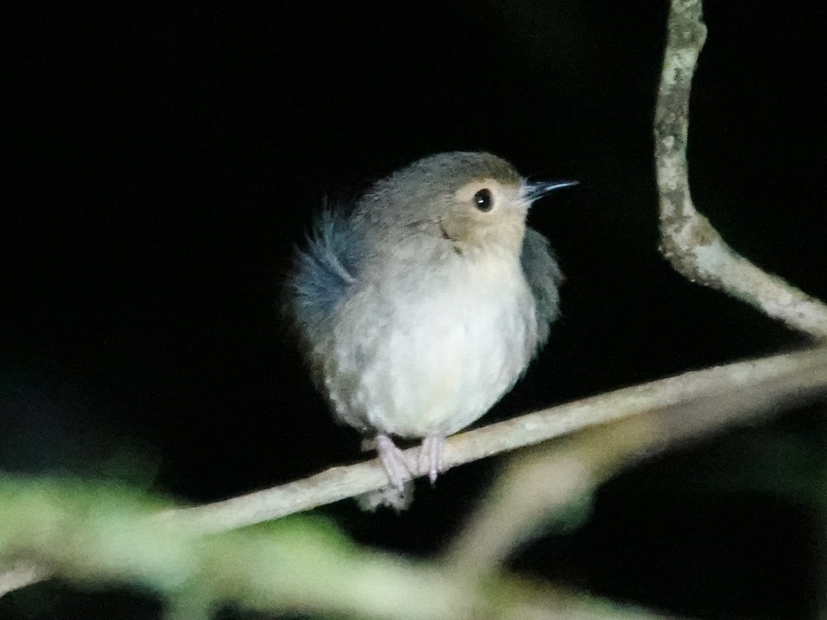 Vogelkop Scrubwren - ML623196346