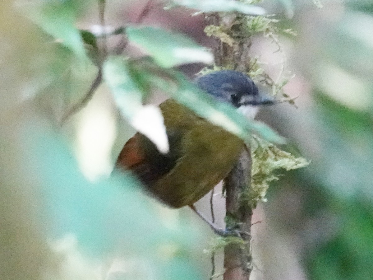 Green-backed Robin - ML623196352