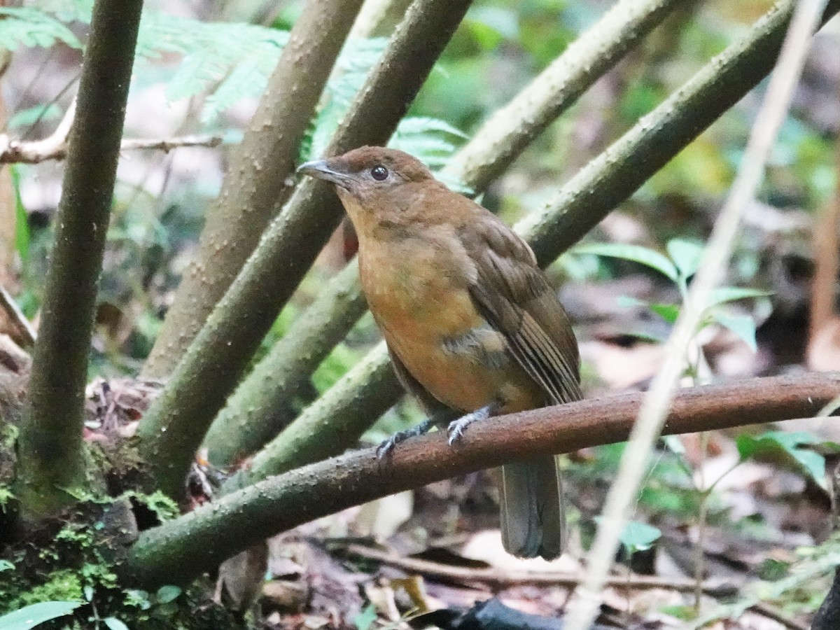 Vogelkop Bowerbird - ML623196373